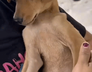 T1604024 I rescued an abandoned dog in the middle of the street part2