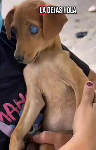 T1604024 I rescued an abandoned dog in the middle of the street part2