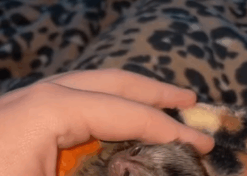 T2705035 Rescued baby monkey rescue saved monkey love part2