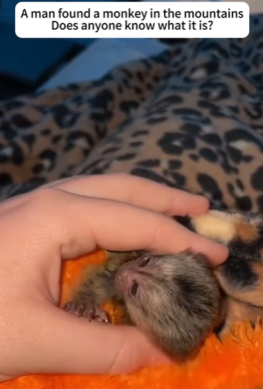 T2705035 Rescued baby monkey rescue saved monkey love part2