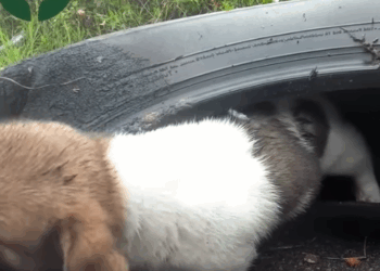 T0506037 Abandoned puppy screams for help but no one passes part2