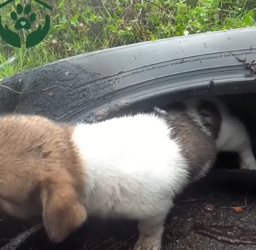 T0506037 Abandoned puppy screams for help but no one passes part2