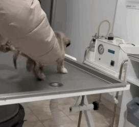 T1604022 I rescued a small abandoned dog with a problem with his leg part2