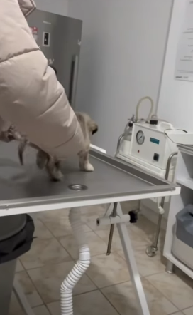 T1604022 I rescued a small abandoned dog with a problem with his leg part2