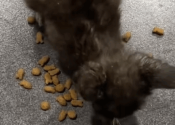 T2705008 Rescue stray cat that fell into the river rescuecat fyp foryoup part2