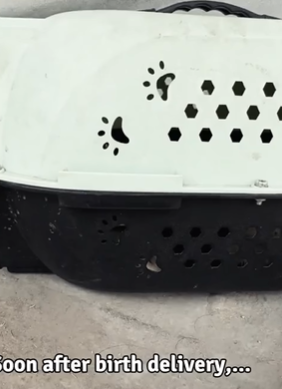 T0506035 After the accident this poor cat became MAMMA immediately no one stopped the car to help her part2