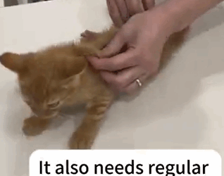 T1604002 Rescue a lame cat part2