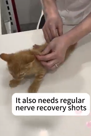 T1604002 Rescue a lame cat part2