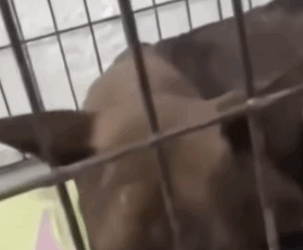 T2905003_Poor dog animals animal fyp dog dogs_part2