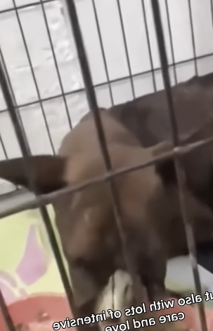 T2905003_Poor dog animals animal fyp dog dogs_part2