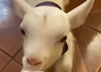 T2705029 We Saved Baby Goat From the Brink Now He Family GoatRescue part2