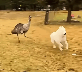 T2705017 This woman found strange green egg and incubated it until part2