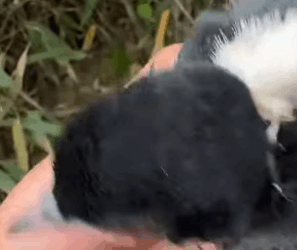 T2705006 Rescue two magpies part2