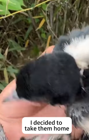 T2705006 Rescue two magpies part2