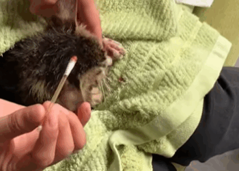 T2705002 Rescued a stray cat with a broken leg part2