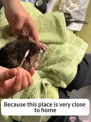 T2705002 Rescued a stray cat with a broken leg part2