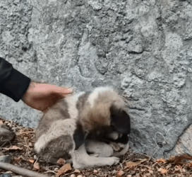 T1705014 Rescue of a small abandoned dog and brought to the shelter❤ part2