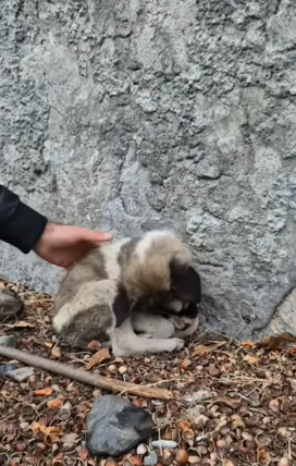 T1705014 Rescue of a small abandoned dog and brought to the shelter❤ part2