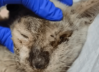 T0406036 Rescue of an abandoned cat in difficulty heroes rescue part2