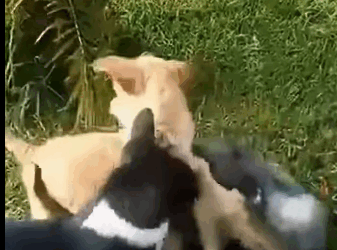 T0406064 Rescue baby dog fyp animal rescue rescueanimal rescuedog dog part2