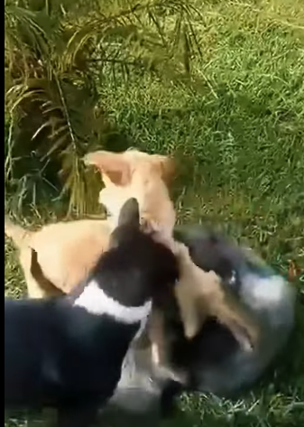 T0406064 Rescue baby dog fyp animal rescue rescueanimal rescuedog dog part2