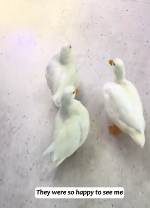 T1605003 On the way home, I met three ducklings who kept following me and then part2