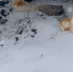 T1505006 Someone finally saw him part2