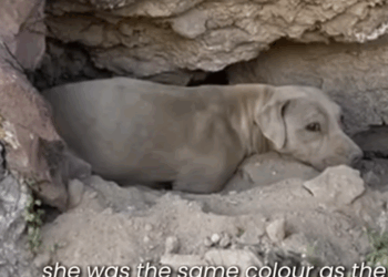 D1705014 Alone on the Peak Dog Rescued from the Mountains part2