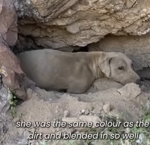 D1705014 Alone on the Peak Dog Rescued from the Mountains part2