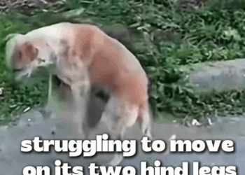 T1905021 This 2 legs walking dog look funny but heartbreaking story behind that makes me silent part2