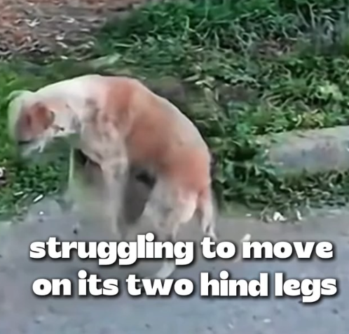 T1905021 This 2 legs walking dog look funny but heartbreaking story behind that makes me silent part2