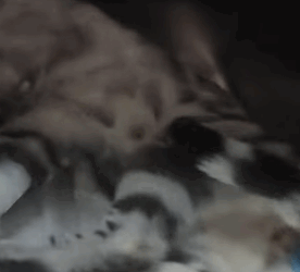 T2105009 Rescue cat part2