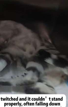 T2105009 Rescue cat part2