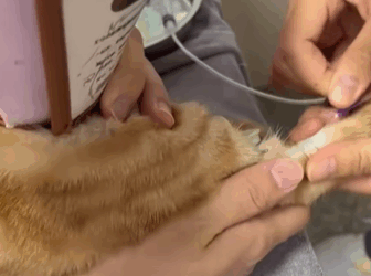 T2705010 Rescue stray cat rescuecat fyp foryoupage poor save move part2