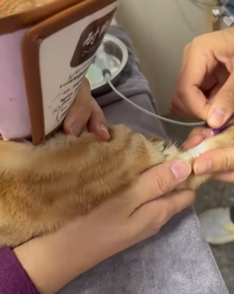 T2705010 Rescue stray cat rescuecat fyp foryoupage poor save move part2