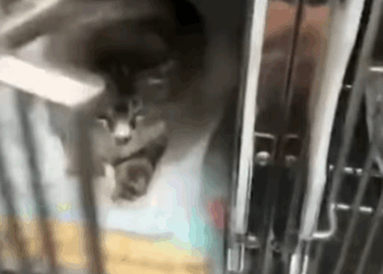 T2705001 Rescued a pregnant cat part2