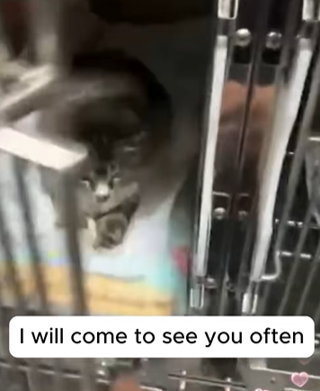 T2705001 Rescued a pregnant cat part2