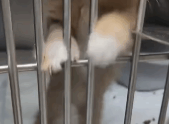 T2705007 Rescue stray cat trapped in sewer rescuecat fyp foryoupage part2