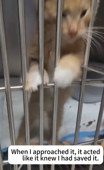 T2705007 Rescue stray cat trapped in sewer rescuecat fyp foryoupage part2