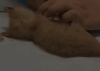 T2705012 Rescue stray cat rescuecat fyp foryoupage poor save move part2