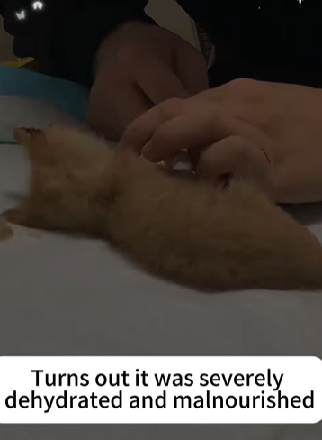 T2705012 Rescue stray cat rescuecat fyp foryoupage poor save move part2