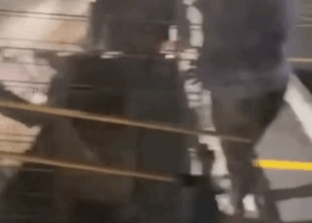 T2705018 Stray Dog was Found with Piece of Something Severely Embedded into Her Neck part2