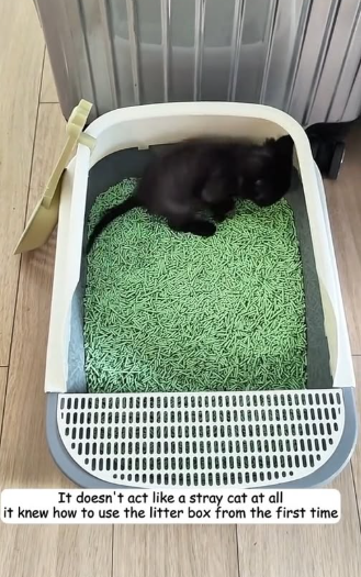 T1605037 rescued a little black kitten that was stuck in a wooden frame#fyp #rescue #animal #cat part2