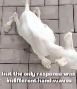 D1705020 His Legs Gave Out but His Spirit Never Did part2