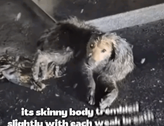 T1905018 This Dog Was Left to Freeze part2