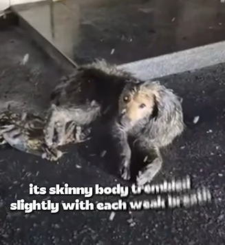 T1905018 This Dog Was Left to Freeze part2