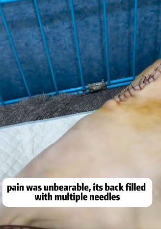 T2105011 Rescue dog part2