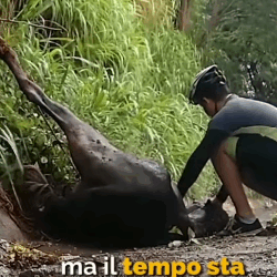 T2305012 While was walking saw horse trapped in barbed rope part2