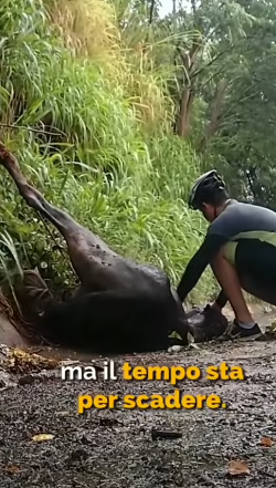 T2305012 While was walking saw horse trapped in barbed rope part2