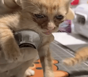 T2505009 2 poor cats lost their mother and were luckily saved rescueanimals part2